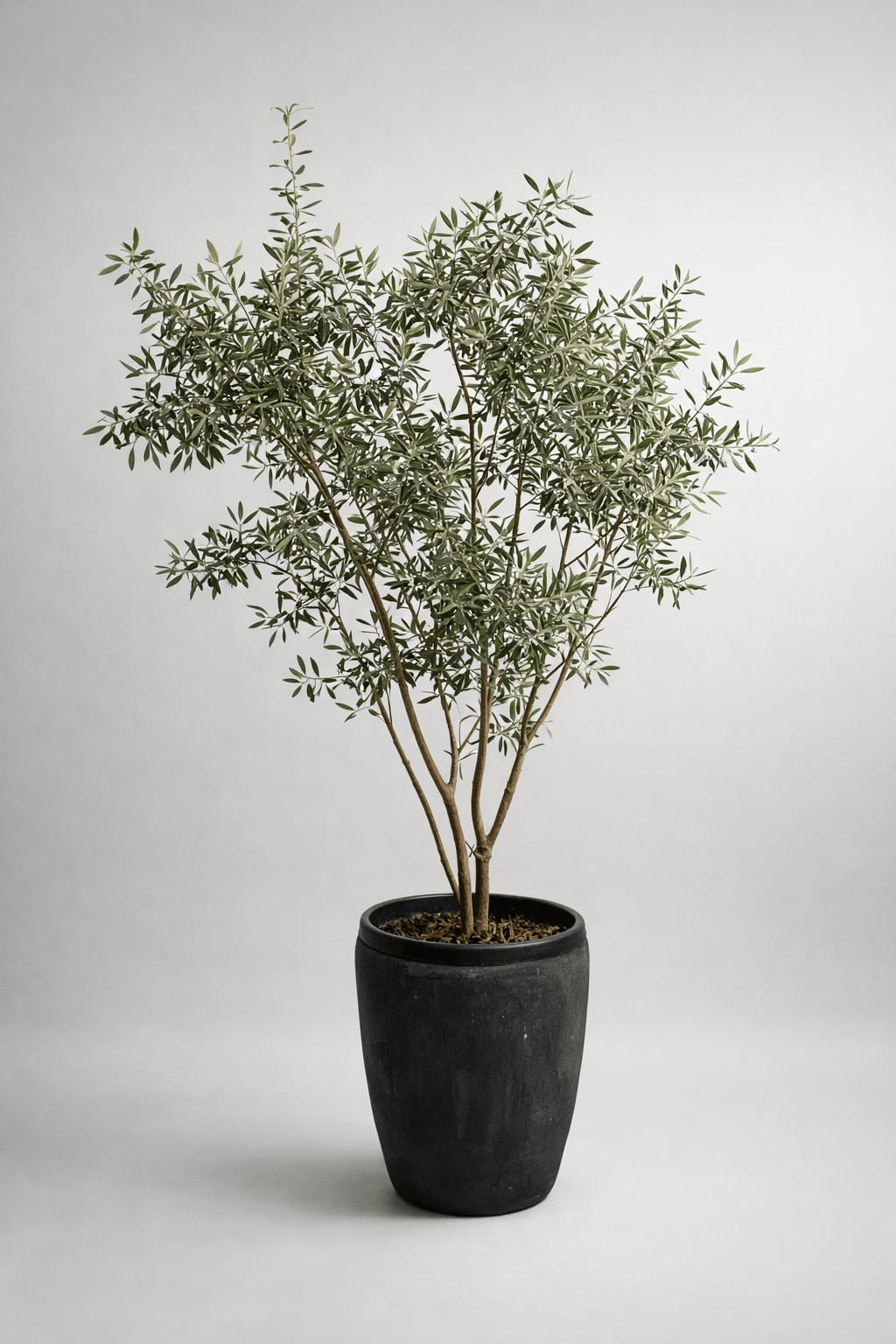 The Olive Tree