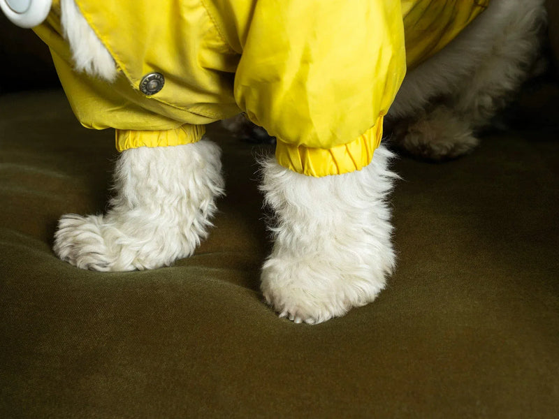 Evcil hayvan dostu kumaşlar